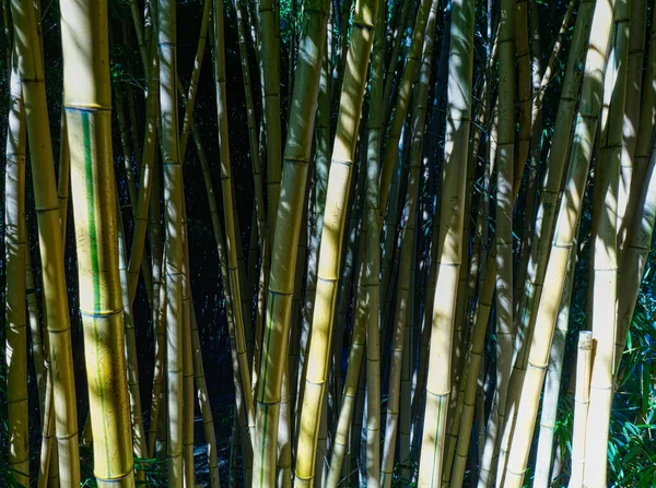 Vista Primer Plano Del Bambú Como Imagen Fondo —  Fotos de Stock