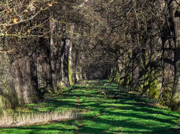 Eski Kestane Ağacı Doğal Anıtı — Stok fotoğraf
