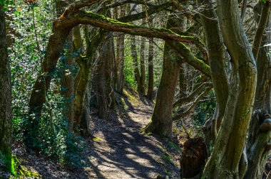 Kaltenbachtal Vadisi 'nde tarihi yürüyüş patikası