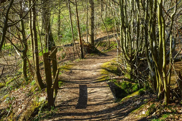 Kaltenbachtal Vadisinde Bir Gölet Boyunca Orman Yolu — Stok fotoğraf