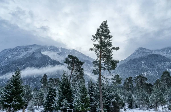Farchant 'daki Kuhflucht deresinin yanındaki Alp dağları ve ormanları.