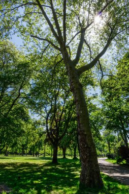 Düsseldorf pınarındaki halk parkında bir ağaç.