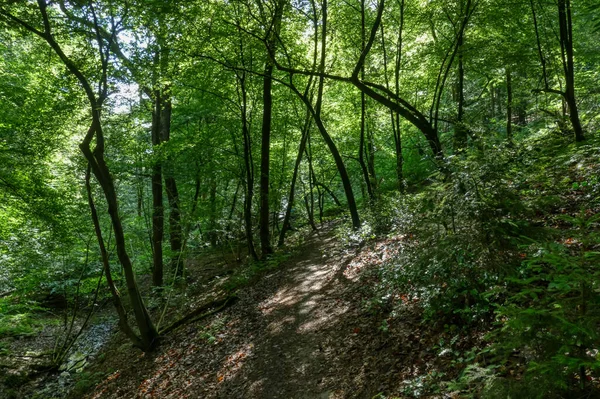 Turistická Stezka Lese Poblíž Údolí Eifgenbach — Stock fotografie