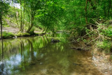 Burscheid yakınlarındaki ormandaki Eifgenbach deresi.