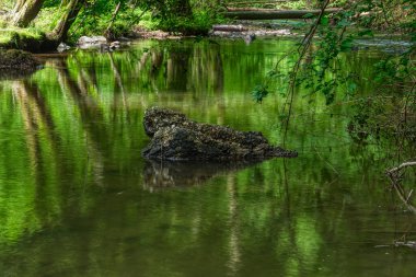 Burscheid yakınlarındaki ormandaki Eifgenbach deresine bak.