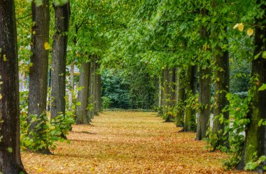 Düsseldorf 'ta parkta sonbahar