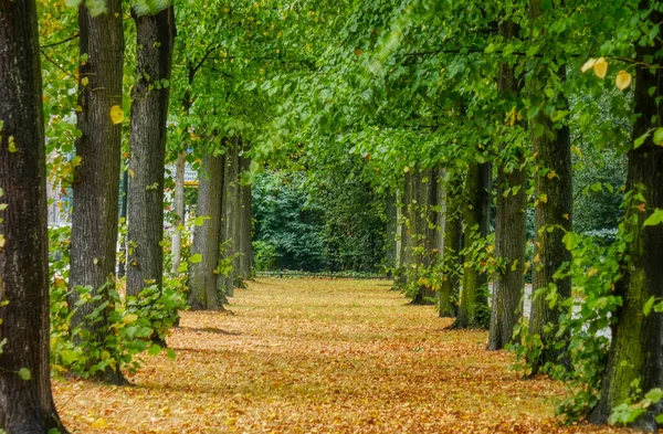 Düsseldorf Parkta Sonbahar — Stok fotoğraf