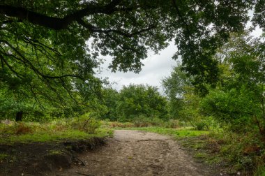 Wahner Heide Heathland 'da sonbaharda yürüyüş parkurunda ve ağaçta