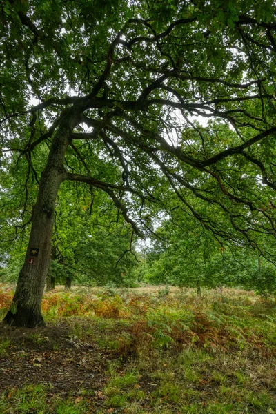 Strom Pohoří Wahner Heide Podzim — Stock fotografie