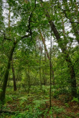 Wahner 'daki Orman Sonbaharda Heide Heathland