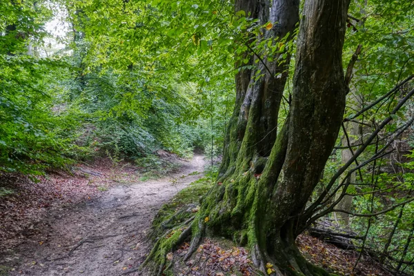 秋のワフナー ハイデ高原の森林軌道 — ストック写真