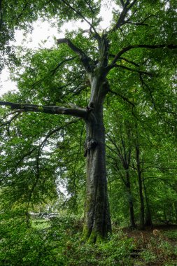 Wahner 'da ormandaki güzel yaşlı ağaç Sonbaharda Heide Heathland