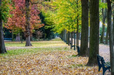 Düsseldorf 'ta halka açık bir parkta sonbahar havası.