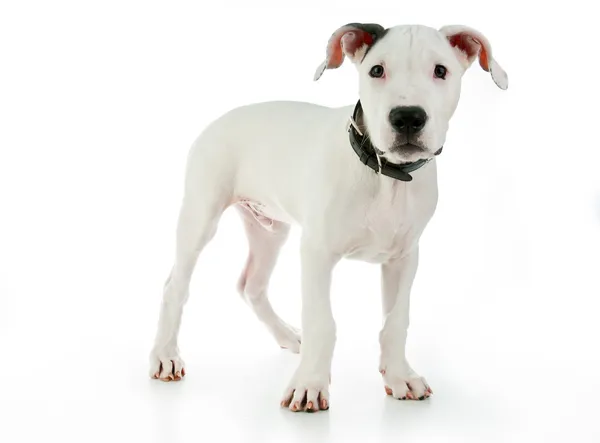 Cute puppy — Stock Photo, Image