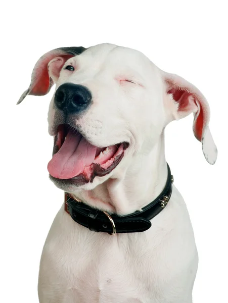 윙크 하는 귀여운 강아지 — 스톡 사진