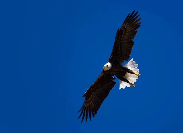 Смелый орёл в полёте — стоковое фото