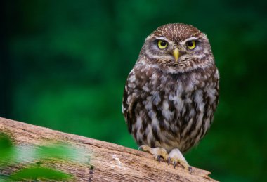 burrowing owl clipart