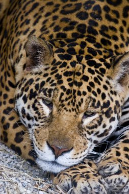 büyük jaguar kedi