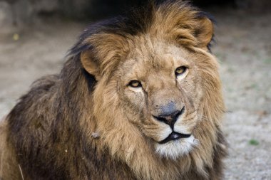Aslan