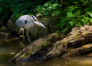 Büyük Mavi Balıkçıl