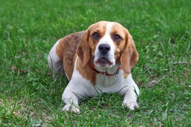 Beagle.