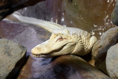 Albino timsah