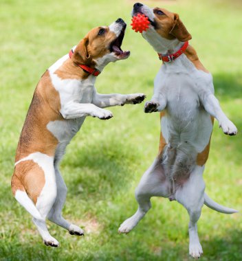 two beagles play with ball
