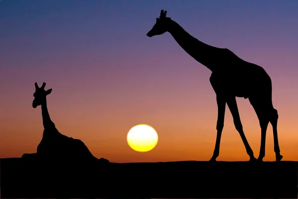 Два жирафи на заході сонця — стокове фото