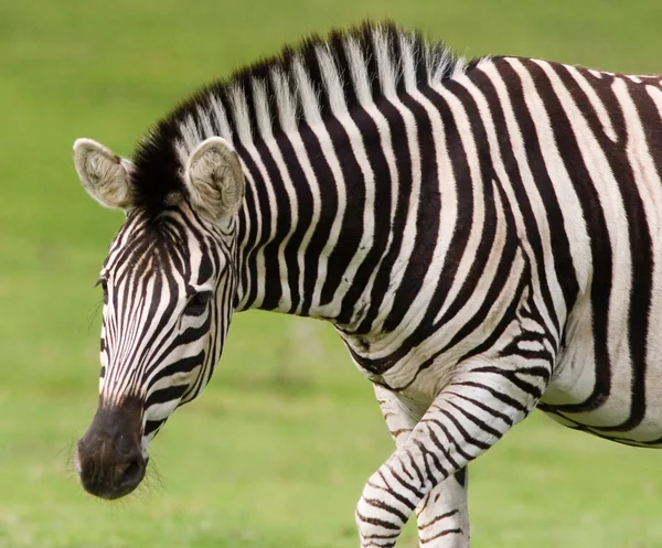 Zebra portre — Stok fotoğraf