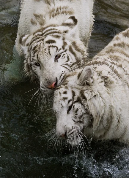 Tigre blanco —  Fotos de Stock