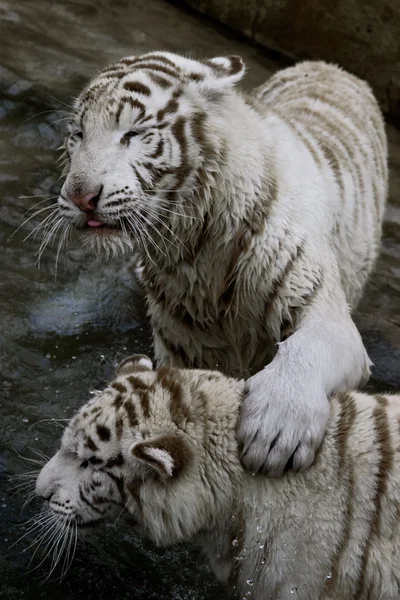 Weißer Tiger — Stockfoto