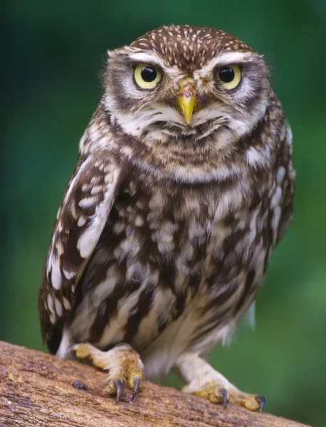 Burrowing owl — Stock Photo, Image