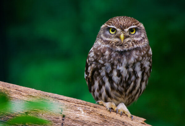 burrowing owl