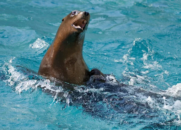 Sea lion — Stock Photo, Image