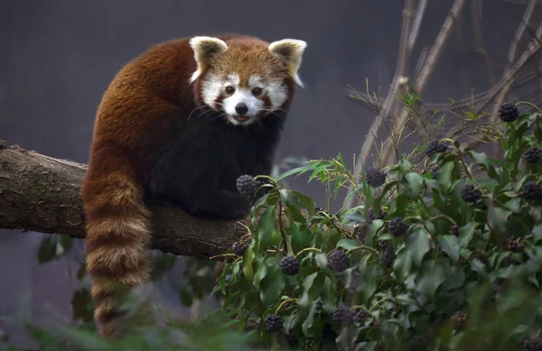 Panda vermelho — Fotografia de Stock