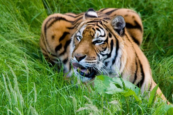 Tijger in het gras — Stockfoto