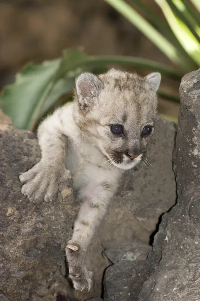 Cachorro de puma — Foto de Stock