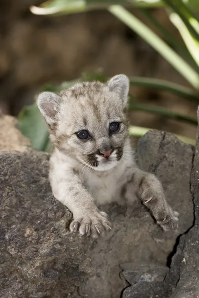 Puma cub — Stockfoto