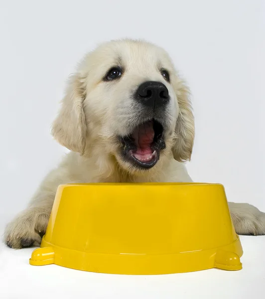 Cute puppy eting — Stock Photo, Image