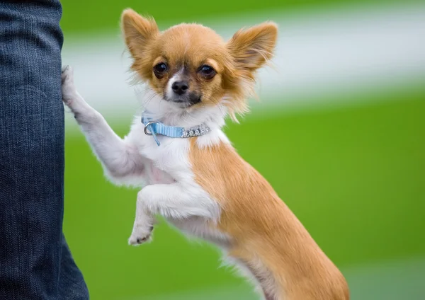 Söt hund klättring man benet — Stockfoto