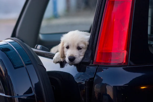 Carino cucciolo — Foto Stock