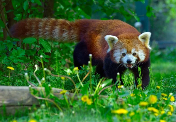 붉은 팬더 — 스톡 사진