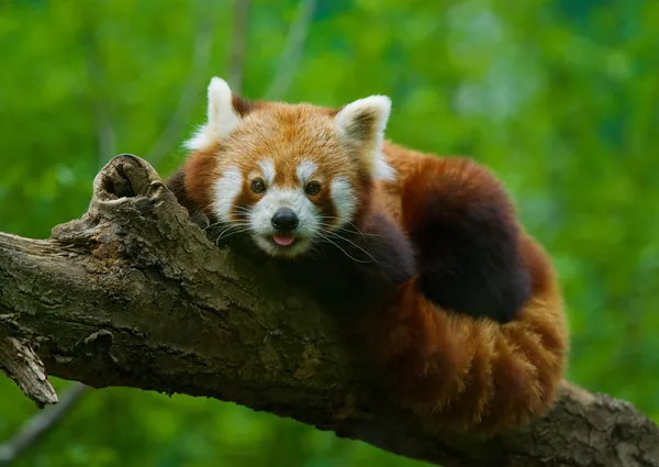 Roter Panda — Stockfoto