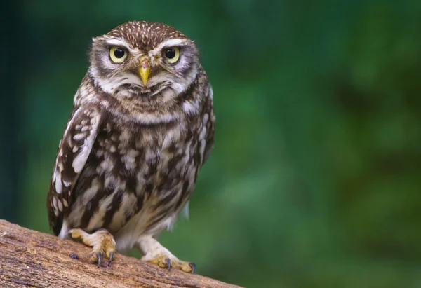 Burrowing owl — Stock Photo, Image