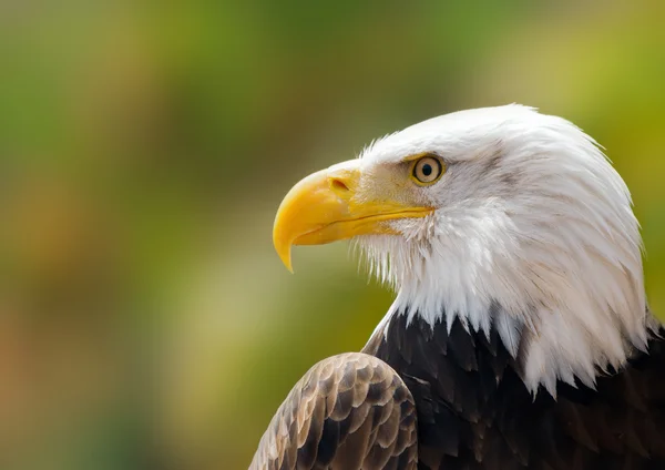 Águila calva — Foto de Stock