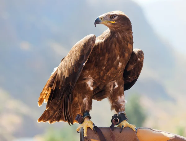 ゴールデンイーグル イヌワシ 特大 ゴールデンイーグル イヌワシ 特大 【公式通販】