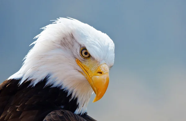 Aquila calva — Foto Stock