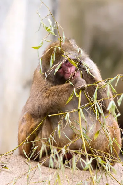 Neve scimmia mangiando pianta — Foto Stock