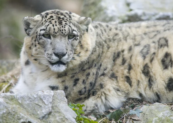 Leopardo branco — Fotografia de Stock