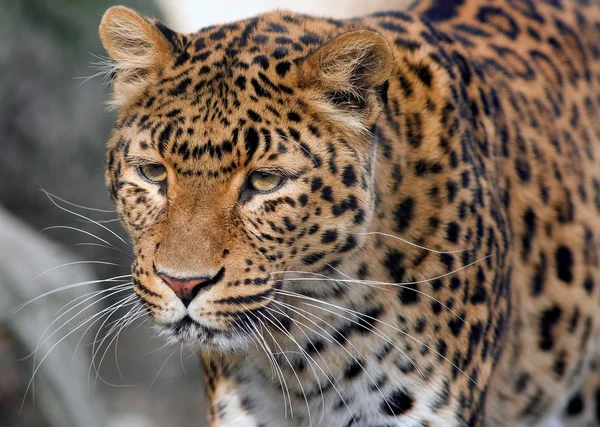 Leopard — Stockfoto